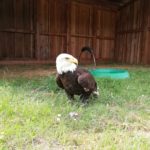Adler