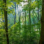 Wald